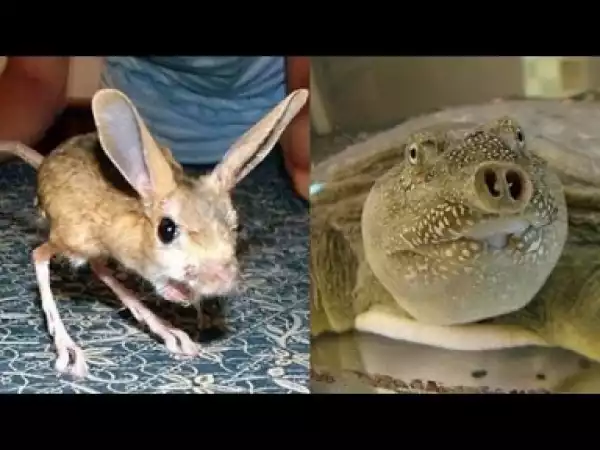 Video: World’s Craziest Creatures